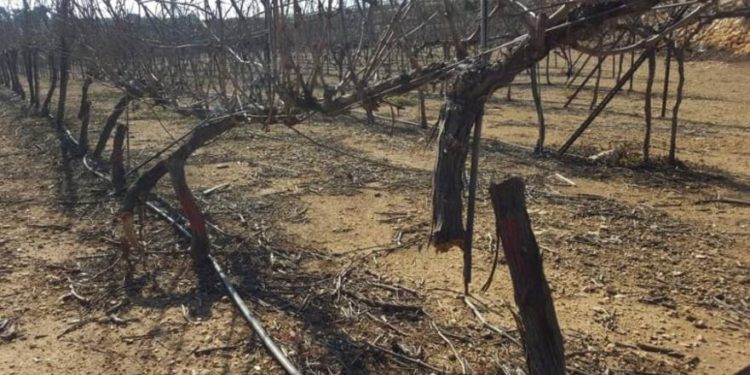 Terror y odio: árabes destrozaron cientos de viñedos en Kfar Etzion