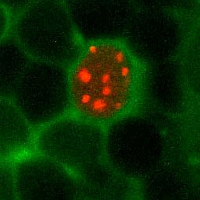 Imágenes simultáneas de dinámica cromosómica (rojo) y actividad neuronal (verde) en pez cebra vivo. / David Zada / Lior.Appelbaum@biu.ac.il