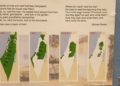 Una tarjeta postal que muestra los mapas que acusan a Israel de la limpieza étnica de los palestinos que se presenta en una exposición en el Museo Británico de Londres. Foto cortesía.
