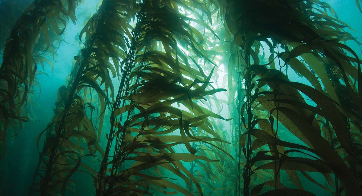 Científicos israelíes producen bioplásticos sostenibles con algas marinas