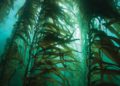 Científicos israelíes producen bioplásticos sostenibles con algas marinas