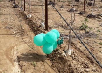 globo incendiario lanzado desde Gaza provocó un pequeño incendio luego de aterrizar en el Consejo Regional de Eshkol