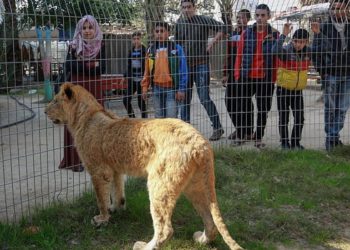 Los palestinos miran a un león en el zoológico de Rafah, en el sur de la Franja de Gaza, el 12 de febrero de 2019. (Abed Rahim Khatib / Flash90)