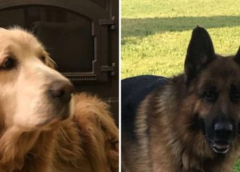 Familia alcanza por cohete de Gaza se recupera, sus dos perros murieron en el bombardeo
