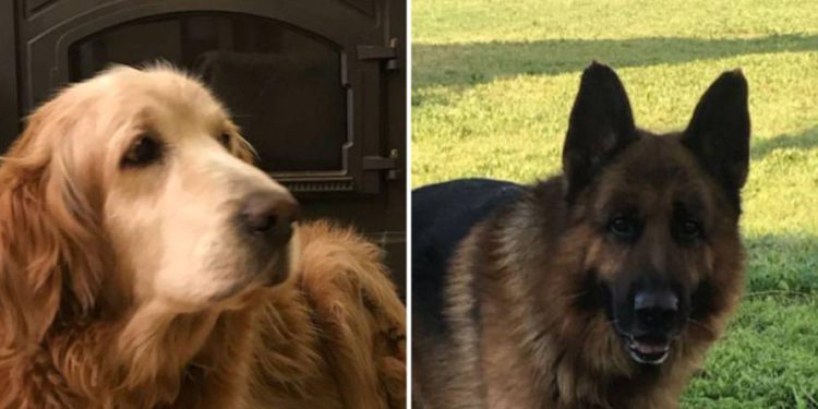 Familia alcanza por cohete de Gaza se recupera, sus dos perros murieron en el bombardeo
