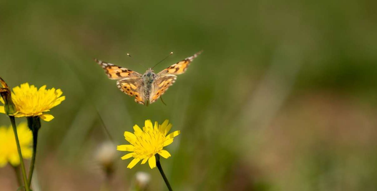 En fotos: Israel se despierta con un frenesí de mariposas