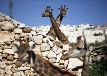 Zoológico Bíblico de Jerusalem organiza su propia elección