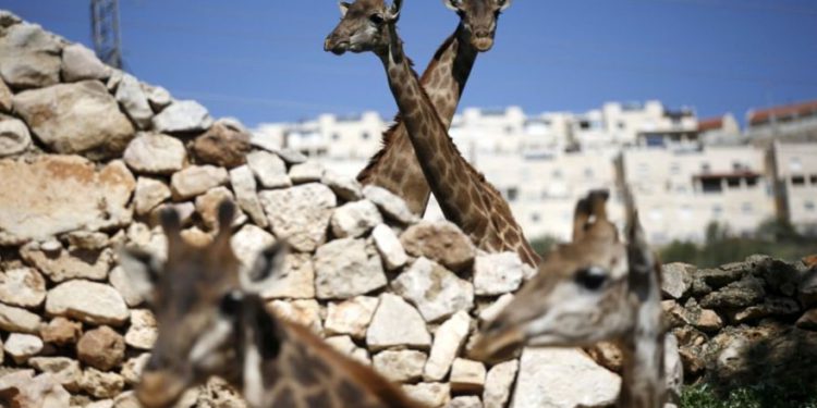 Zoológico Bíblico de Jerusalem organiza su propia elección