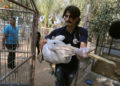 Personal de la ONG comienza el traslado del pelícano (Reuters)