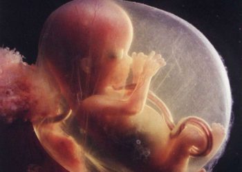 ADL critica proyecto de ley que compara el aborto con número de muertos por el Holocausto