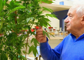 Una visita a Rafael Mechoulam, el padrino israelí de la investigación del cannabis