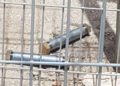 Dos bombas caseras de, un presunto sospechoso palestino, intentaron ingresar ilegalmente al juzgado militar de Samaria, 30 de mayo de 2019. (Policía de Israel)