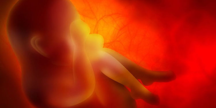 Imagen ilustrativa de un embrión (Zffoto; iStock by Getty Images)