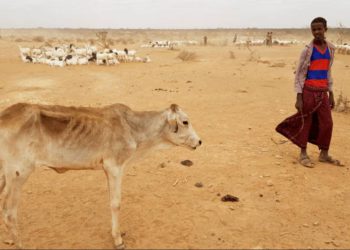 Dos millones de somalíes podrían morir de hambre este año