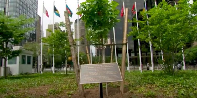 El árbol plantado en memoria de Anne Frank fuera de la sede de la ONU en la ciudad de Nueva York. Foto: captura de pantalla de YouTube.