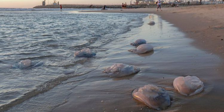 Medusas en la playa de Ashdod, julio de 2019 | Foto: Yehuda Peretz