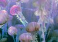Enjambre masivo de medusas se dirige rumbo a las costas de Israel