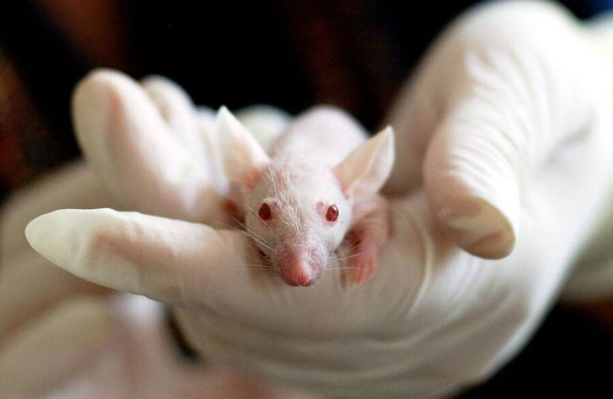 Japón aprueba creación de híbridos animales y humanos para la cosecha de órganos