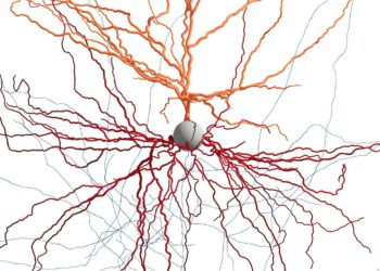 Piezas de cerebro humano vivo ayudan a científicos a mapear células nerviosas
