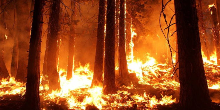 Trump ofrece ayuda a Putin para combatir incendios forestales en Siberia