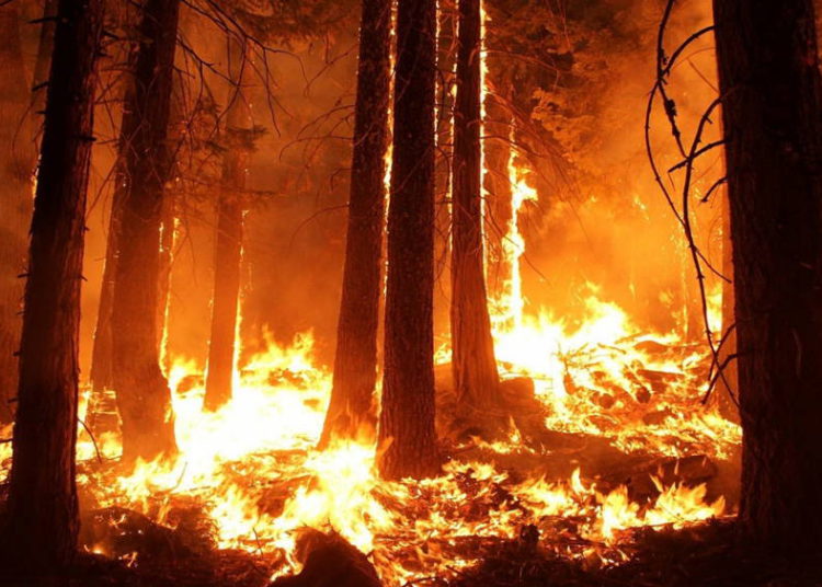 Trump ofrece ayuda a Putin para combatir incendios forestales en Siberia