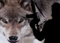 Tribunal de EE. UU. juzgará a Irán, Siria, Hamas y la JIP por los ataques de “lobo solitario”