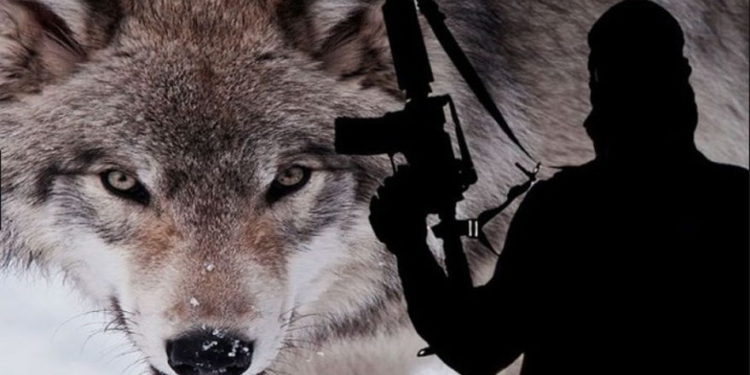Tribunal de EE. UU. juzgará a Irán, Siria, Hamas y la JIP por los ataques de “lobo solitario”