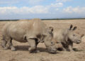 Científicos fertilizan huevos de los últimos dos rinocerontes blancos del norte