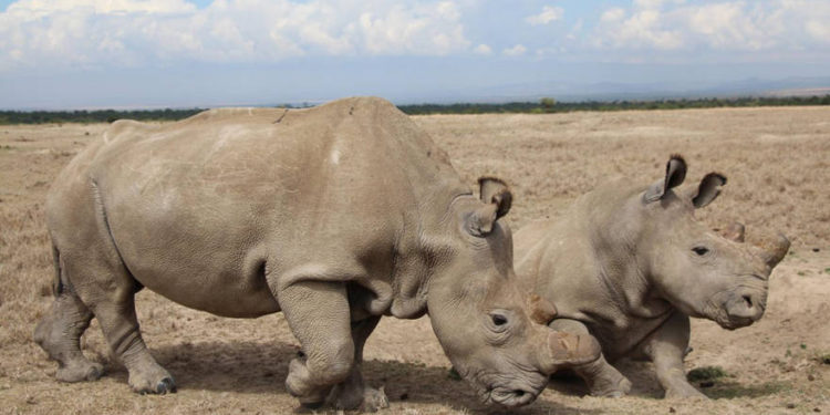 Científicos fertilizan huevos de los últimos dos rinocerontes blancos del norte