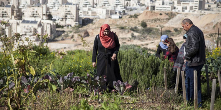 Autoridad Palestina arresta a árabes que trabajan para agricultores judíos en el valle del Jordán