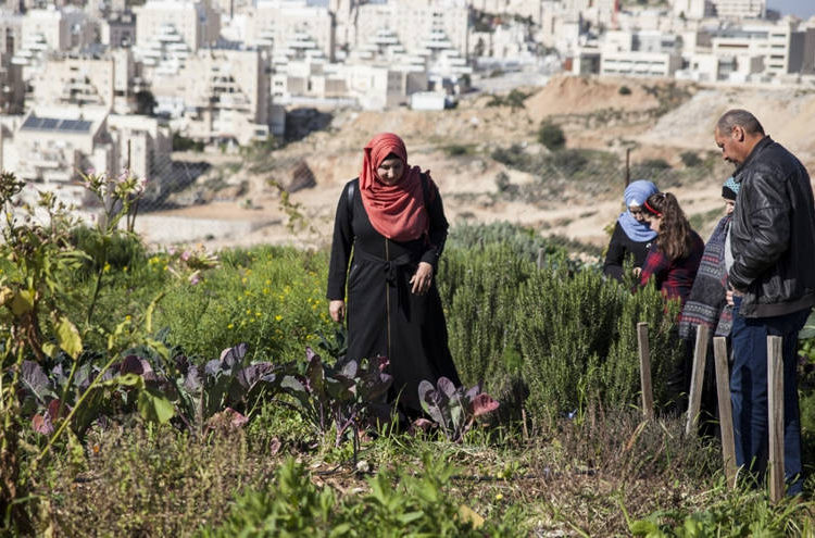 Autoridad Palestina arresta a árabes que trabajan para agricultores judíos  en el Valle del Jordán