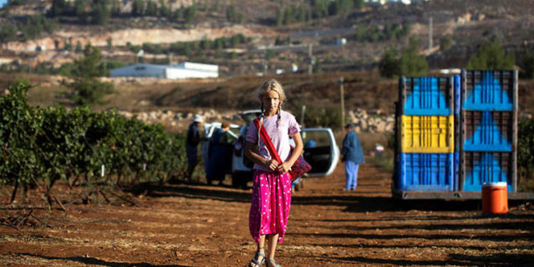 Una joven, parte de un grupo de voluntarios del grupo cristiano con sede en Estados Unidos HaYovel, observa cómo otros cosechan uvas en un viñedo en las afueras del poblado de Har Bracha.