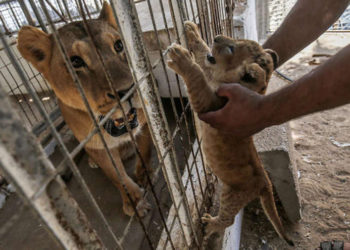 Una leona es golpeada con palos mientras sus cachorros son arrastrados