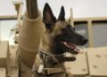 Delta Force elogia el valor de un perro militar herido en redada contra Bagdadi