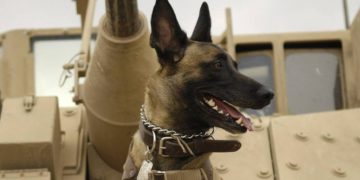 Delta Force elogia el valor de un perro militar herido en redada contra Bagdadi