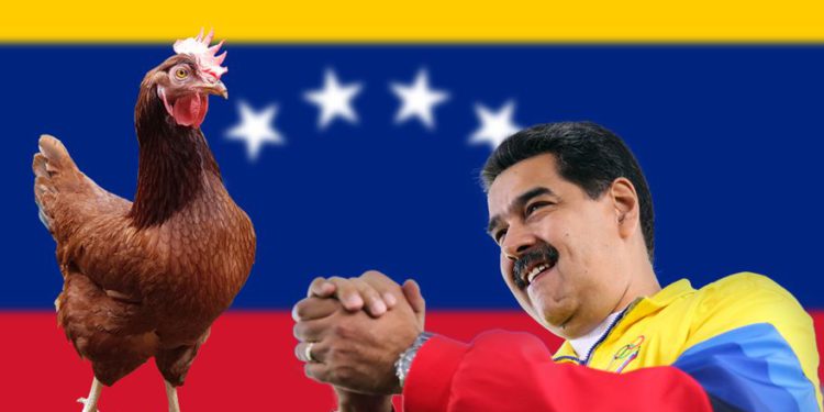 Maduro de Venezuela instalará “gallineros” en las aulas para combatir el hambre