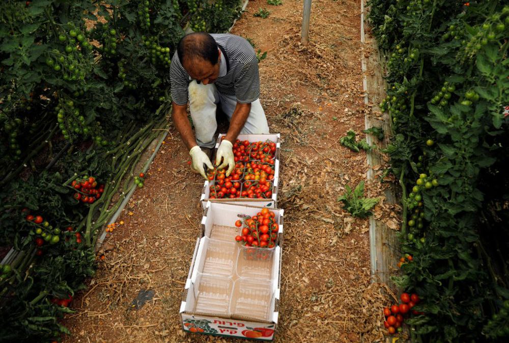 Hombre palestino empaca tomates cherry en una granja en Tubas, en Cisjordania. (Crédito de la foto: RANEEN SAWAFTA / REUTERS)