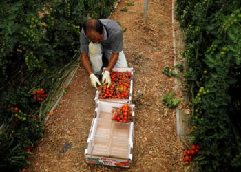 Hombre palestino empaca tomates cherry en una granja en Tubas, en Cisjordania. (Crédito de la foto: RANEEN SAWAFTA / REUTERS)