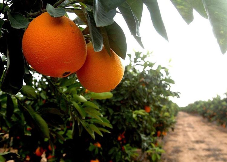 Un naranjo maduro da fruto | Foto: Dudu Grunshpan