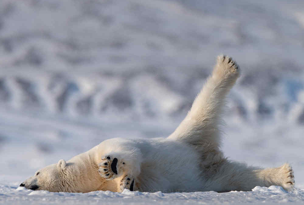 Un oso polar. Foto: Ansgar Walk a través de Wikimedia Commons.