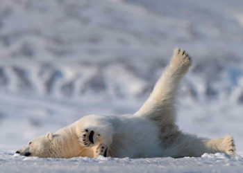 Un oso polar. Foto: Ansgar Walk a través de Wikimedia Commons.