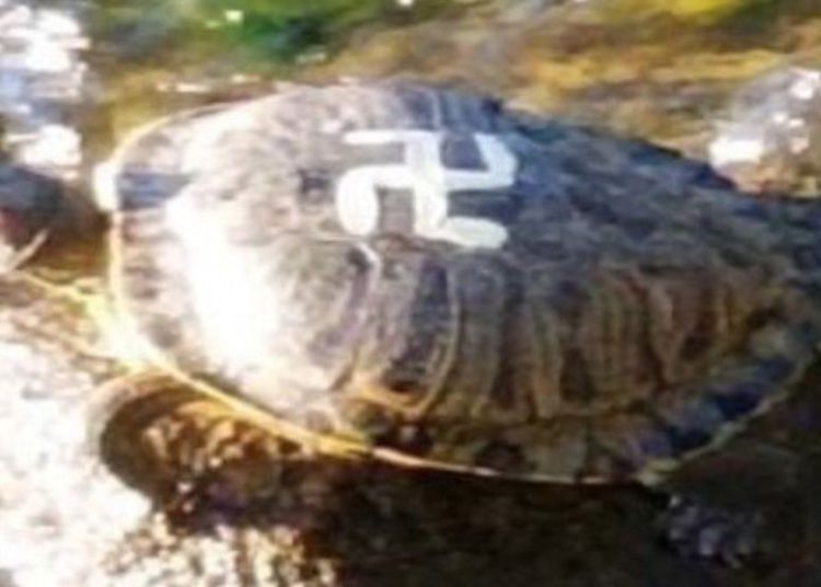 Una de las tortugas antisemitas involuntariamente en un parque en las afueras de Seattle