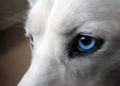 ¿Por qué Israel está lleno de perros de ojos azules?
