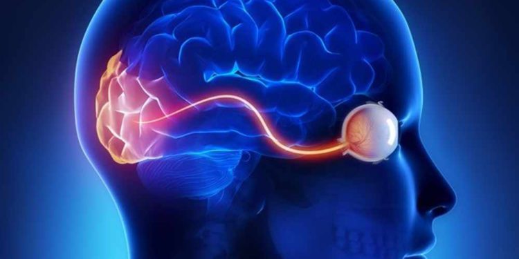 Estudio israelí: El cerebro de los ciegos puede mezclar la visión natural y “artificial”