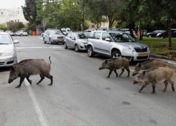 Jabalíes invaden las calles de Haifa