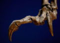 Científicos descubren en China el “eslabón perdido” entre dinosaurios y aves
