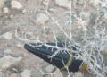 Artefacto explosivo lanzado desde Gaza aterriza en base de la Fuerza Aérea de Israel