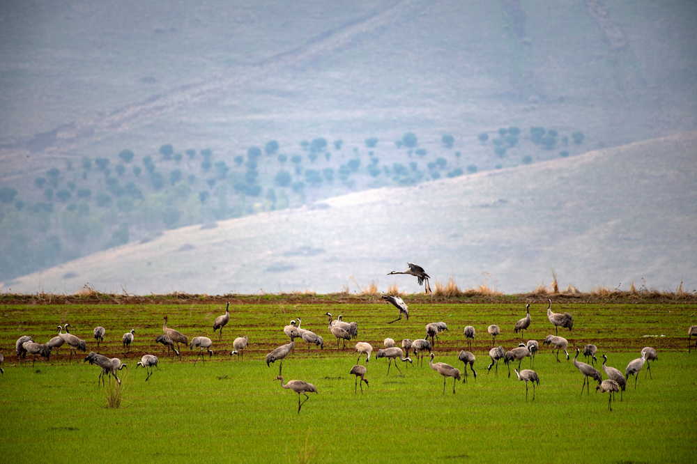 Miles de grullas invaden granjas al norte de Israel