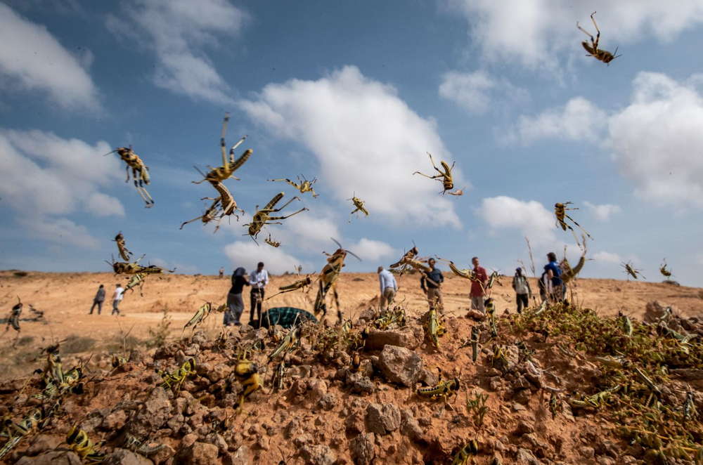 Plaga de langostas amenaza a millones de personas en África Oriental