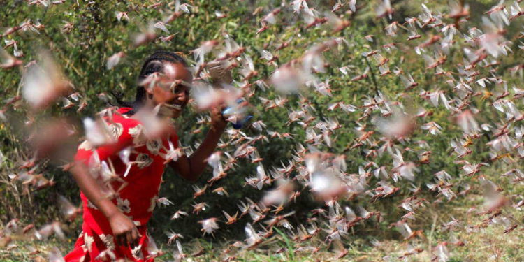 Plaga de langostas amenaza a millones de personas en África Oriental